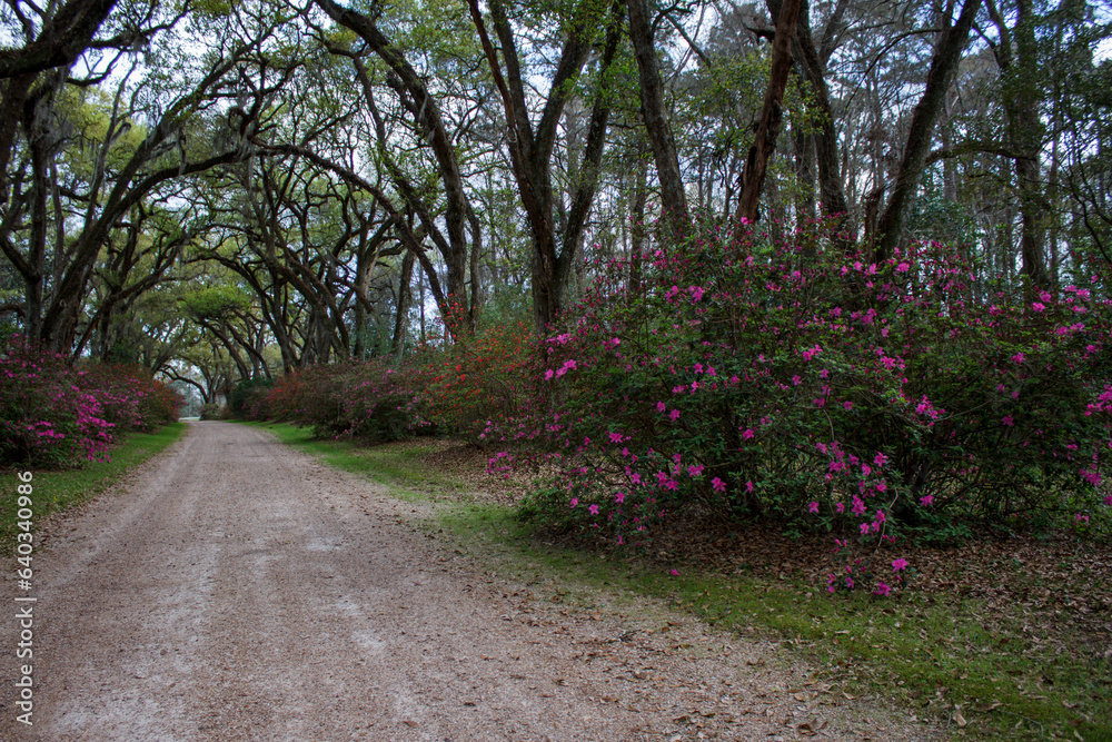 Flowering pink azalea lined drive or path.