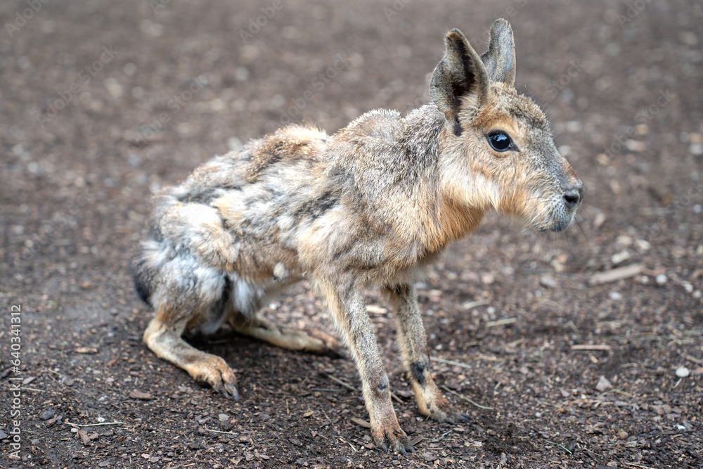 Obraz premium Close up photo of the Patagonian mara (Dolichotis patagonum). Köthen, Germany. 