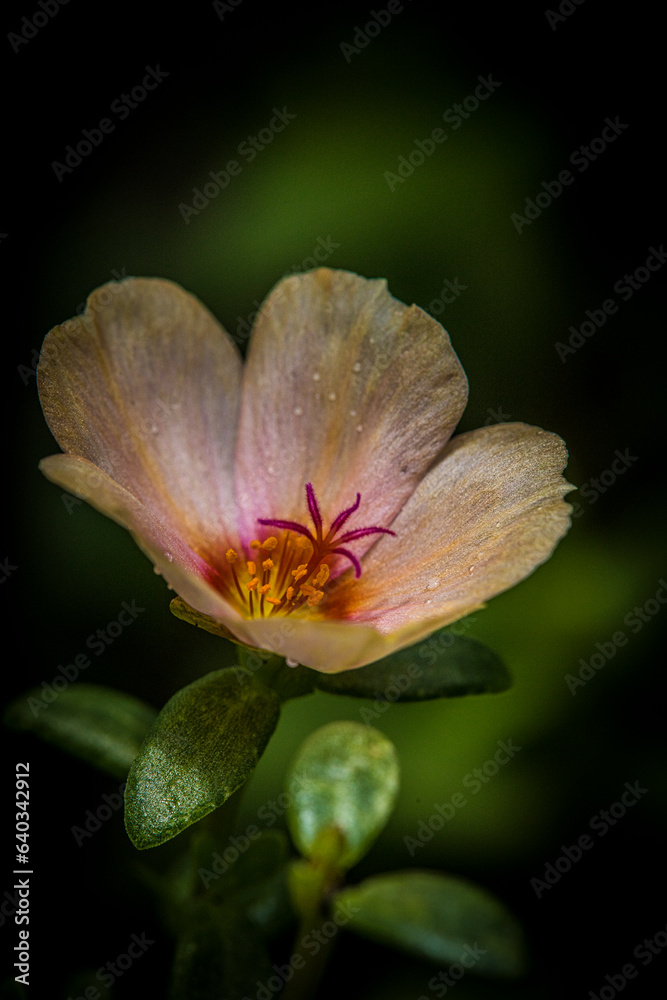 Macro of a beautiful flower bloom.