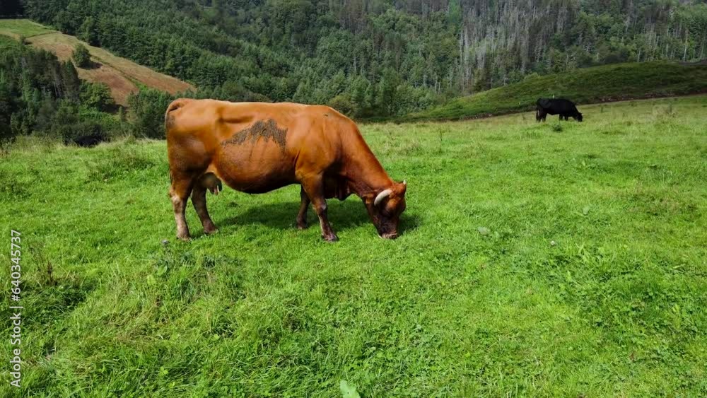 Toma aérea de una vaca de montaña comiendo pasto Toma aérea de una vaca de montaña comiendo pasto