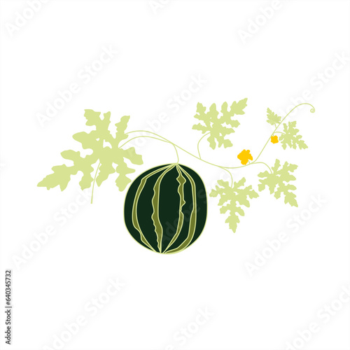 pale colorful illustration of a watermelon vine with fruit and flowers