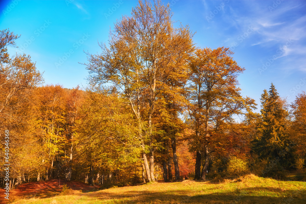 Golden Splendor: Majestic Autumn Beech Forest in Mountainous Wilderness