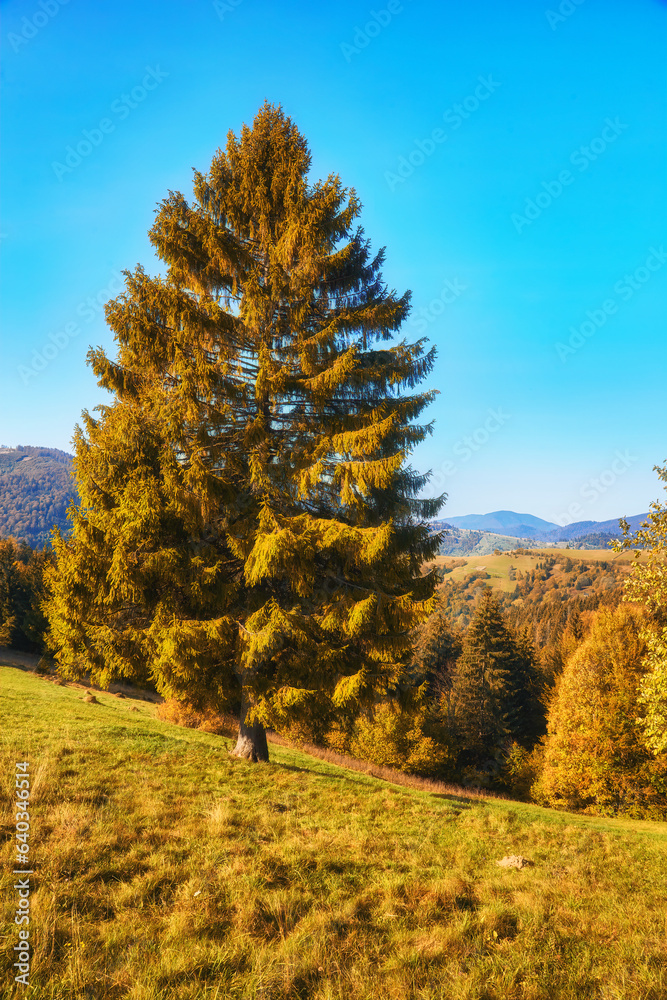 Autumn Tapestry: Majestic Carpathian Peaks Embraced by Vibrant Foliage Autumn Tapestry: Majestic Carpathian Peaks Embraced by Vibrant Foliage