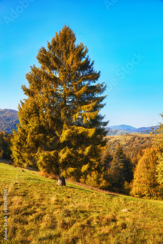 Autumn Tapestry: Majestic Carpathian Peaks Embraced by Vibrant Foliage