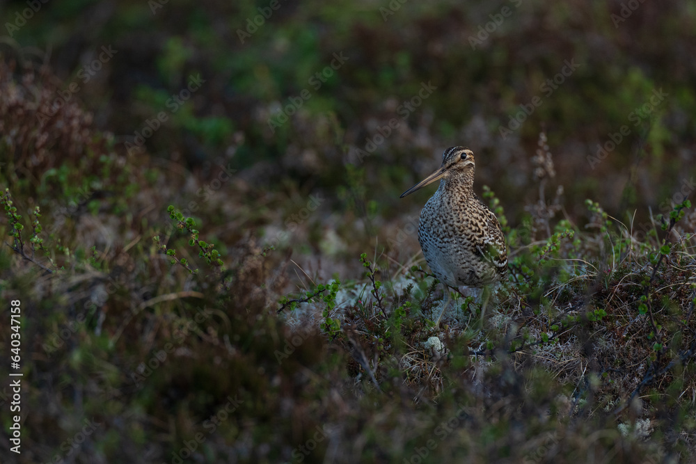 Great snipe (Gallinago media)