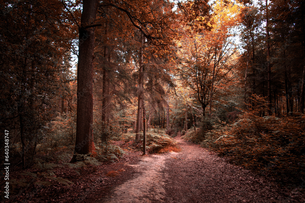 Lonely path in a colorful autumn forest