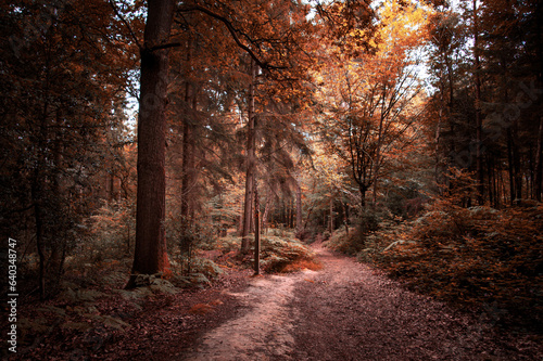 Lonely path in a colorful autumn forest