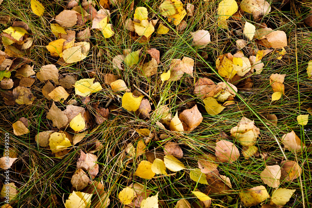Trawa pełna żółtych i brązowych liści - obrazy, fototapety, plakaty 