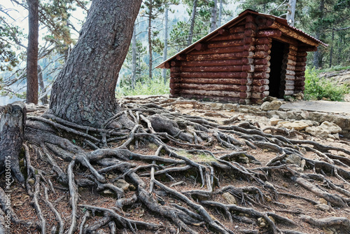 Wooden cabin in the forest