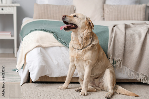 Fototapeta Naklejka Na Ścianę i Meble -  Cute Labrador dog sitting on carpet in bedroom