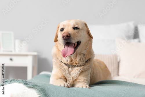 Cute Labrador dog lying in bedroom