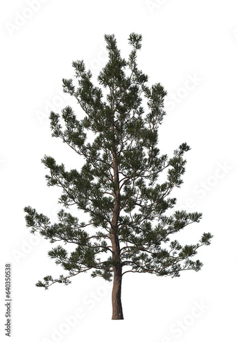 Araucaria cunninghamii, pine, hoop pine, colonial pine, Queensland pine,  Dorrigo pine, Moreton Bay pine, Richmond River pine, light for daylight, easy to use, 3d render, isolated
