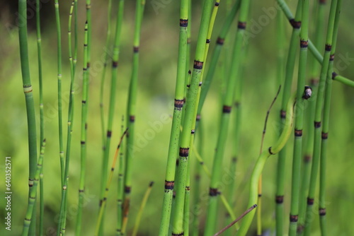 Фотография Equisetum hyemale commonly known as rough horsetail, scouring rush, scouringrush horsetail or snake grass