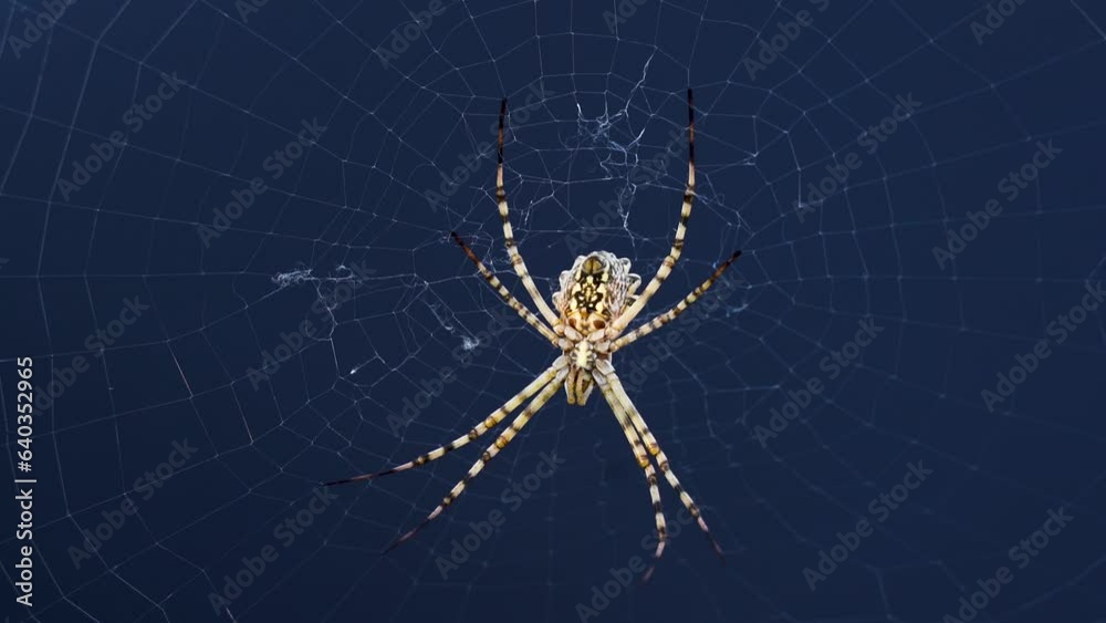 Argiope lobata, spider on cobweb and black background