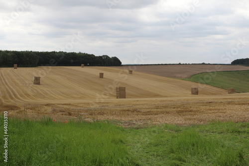 Market Weighton East Riding of Yorkshire August  23rd 2023 Square bales of hay in a field waiting to be harvested on a summers day in the UK
