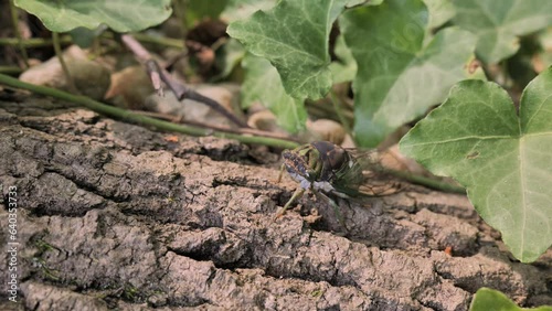 American cicadas are large insects living in North America. The larvae live for several years in the ground, adult insects live on trees and make very loud sounds. photo