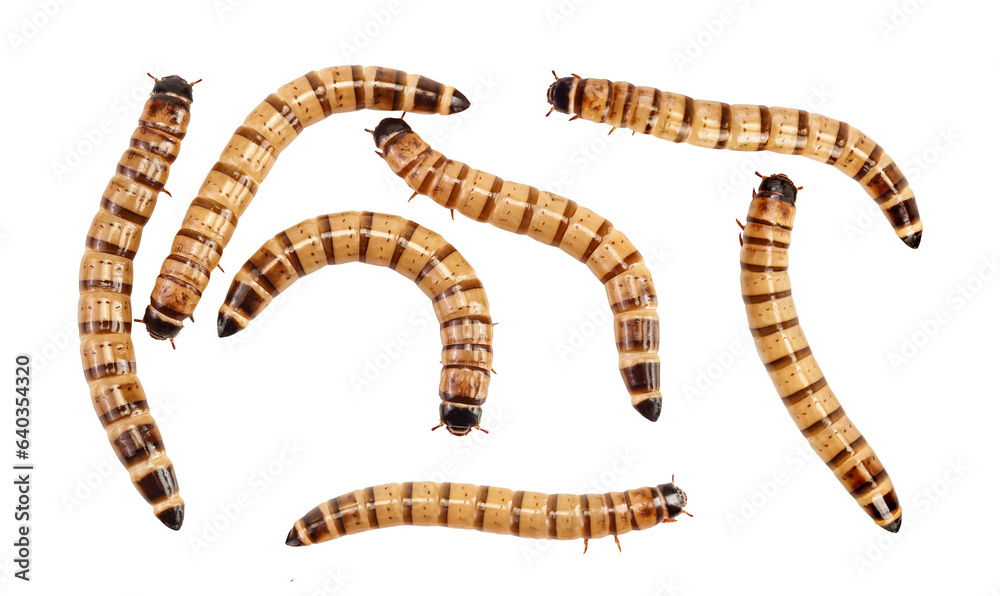 Naklejka premium Worms larvae zophobas isolated on white background. Food for exotic animals. Top view. Flat lay