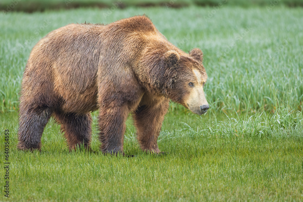 A Coastal Brown Bear or Grizzly in a meadow in Katmai National Park, Alaska. A Coastal Brown Bear or Grizzly in a meadow in Katmai National Park, Alaska.