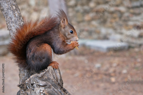Squirrel in an Spanish park