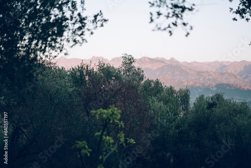 morning in the mountains