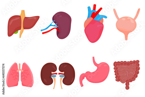Collection of human organs in cartoon style, anatomical collection