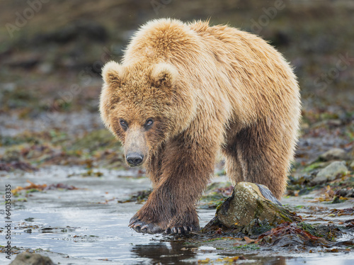 Coastal Brown Bear or Grizzly walking on a rocky beach in Katmai National Park, Alaska.