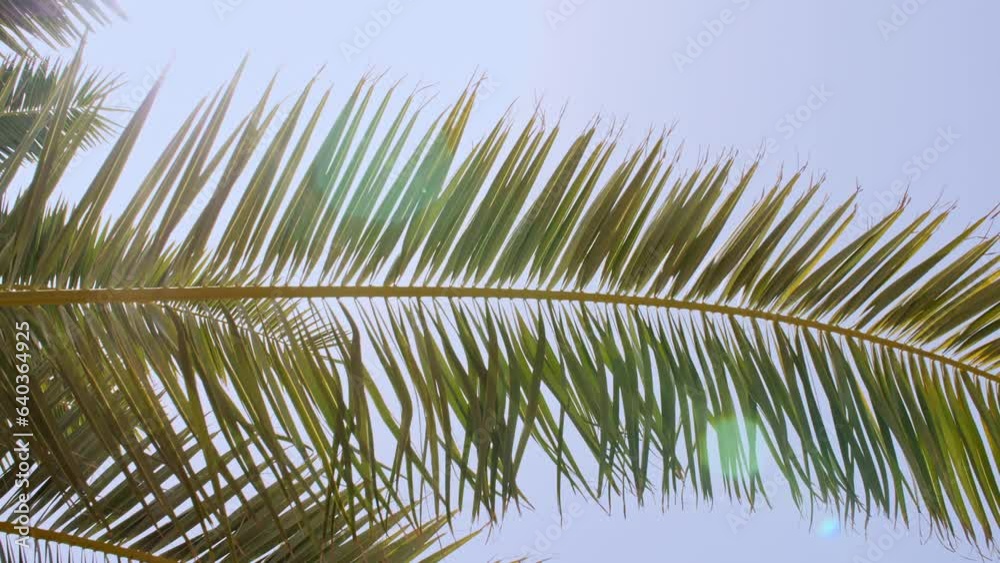 Tropical coconut palm leaf swaying in the wind with sun light, Summer background, slow motion. Coconut palm trees bottom view sun shining through branches swaying wind sunny. High quality 4k footage
