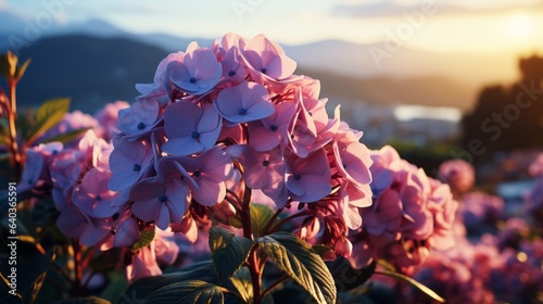 Dawn Hydrangea Blooms on the Mountain.