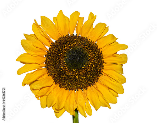 Immature Sunflower isolated on a transparent background. Young blooming sunflower. The head of a young sunflower with Yellow petals.