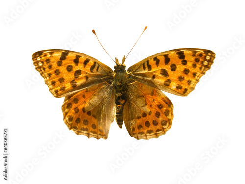 Orange butterfly with black dots and open wings in a top view as a flying insect butterflies. Breed Argynnis niobe isolated on transparent background.