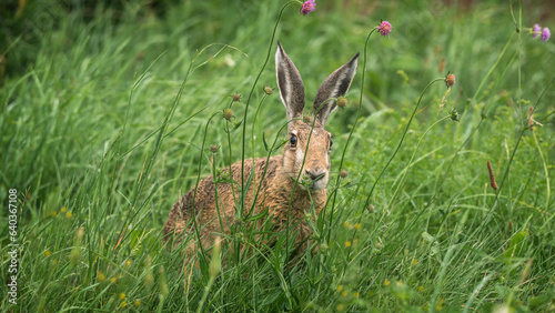 HARE - Cute mammal in the grass © Wojciech Wrzesień