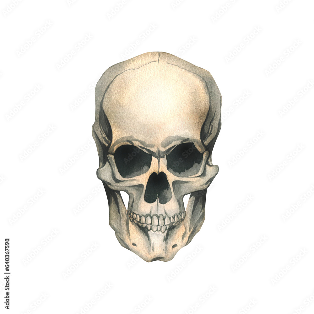 Human skull full face realistic evil, terrible, spooky. Hand drawn watercolor illustration for day of the dead, halloween, Dia de los muertos. Isolated object on a white background.