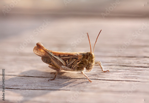 Grasshopper on wooden surface. Macro close-up shot.