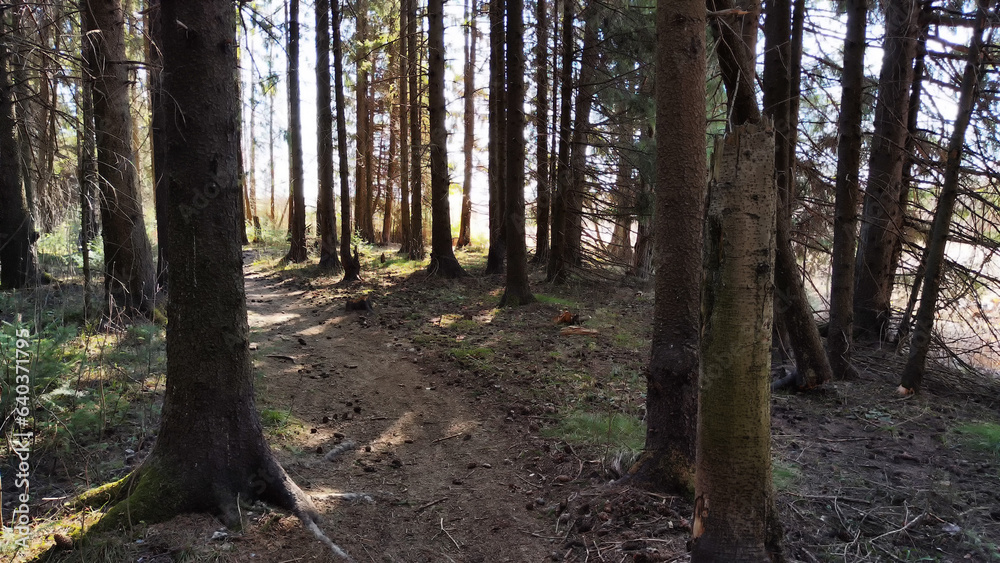 Dark forest with firs and pines on an autumn, spring, summer day or early morning. Rays of sun and the sun through tree trunks and shadows on the ground Dark forest with firs and pines on an autumn, spring, summer day or early morning. Rays of sun and the sun through tree trunks and shadows on the ground