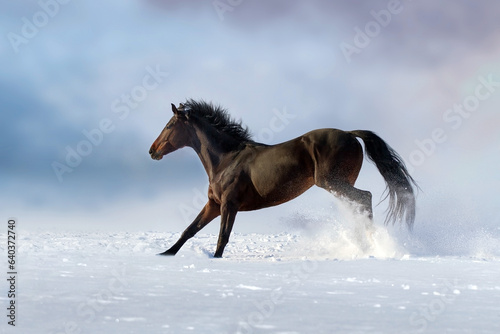 Horse run in snow