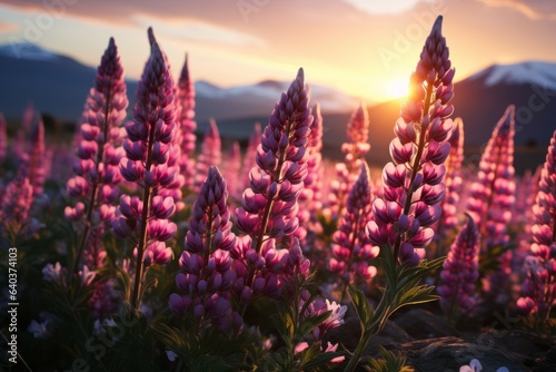 Lupin Flower Field Serenity. Cinematic Shot. © Petal Palette