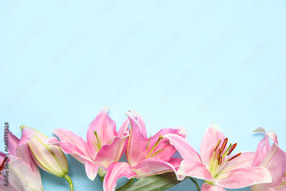 Fototapeta premium Beautiful lily flowers on blue background