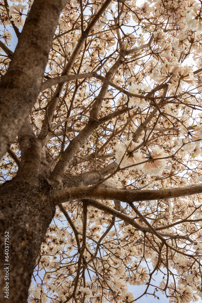 Obraz premium Detalhes de um ipê florido fotografado de baixo pra cima.
