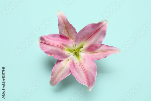 Beautiful lily flower on blue background