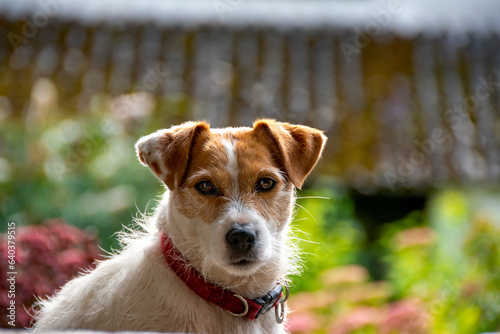 A long haired Jack Russell looks to camera against a colorful garden background. Selective focus on its eye.