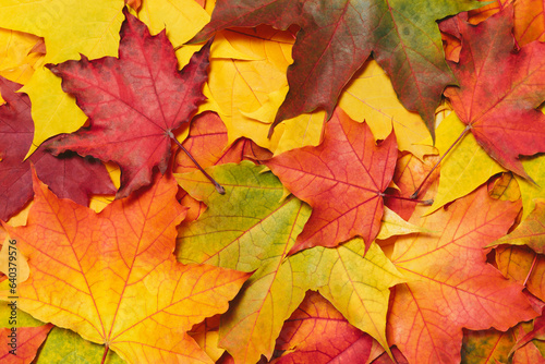 Autumn mood background. Fallen autumn dried leaves background. Colorful  variegated foliage. Flat lay  top view  copy space.