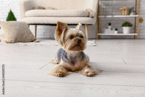 Cute small Yorkshire terrier dog lying on floor in living room