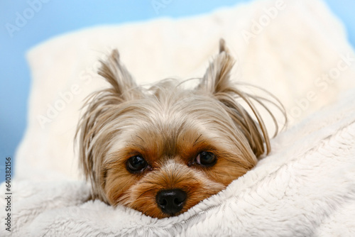 Cute small Yorkshire terrier dog lying on armchair in room near blue wall