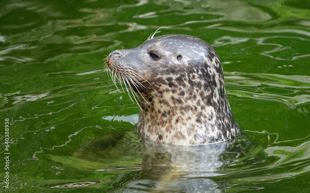 Fototapeta premium Sea lion in the water, head above water