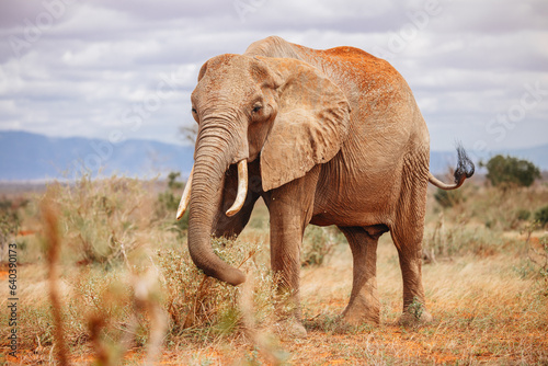 African elephant in wild nature of kenya