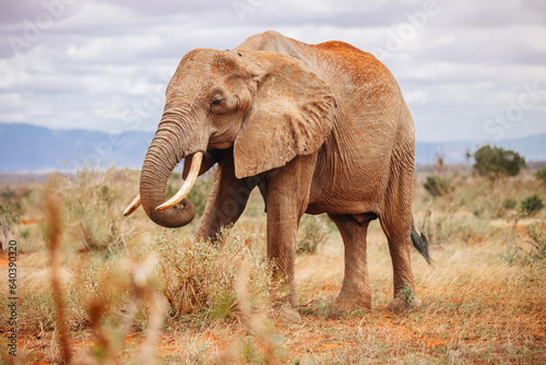 African elephant in wild nature of kenya © filmbildfabrik