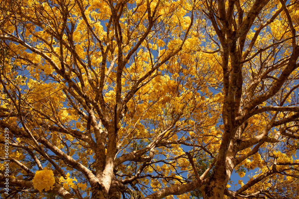 Tree with yellow flowers and a blue sky in spring Tree with yellow flowers and a blue sky in spring