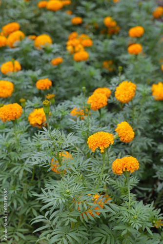 Beautiful marigold flower in the garden