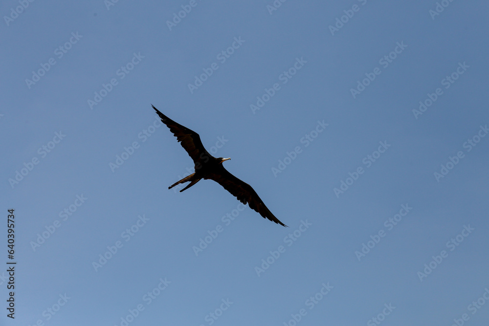 Magnificent Frigatebird flying. view from below Magnificent Frigatebird flying. view from below