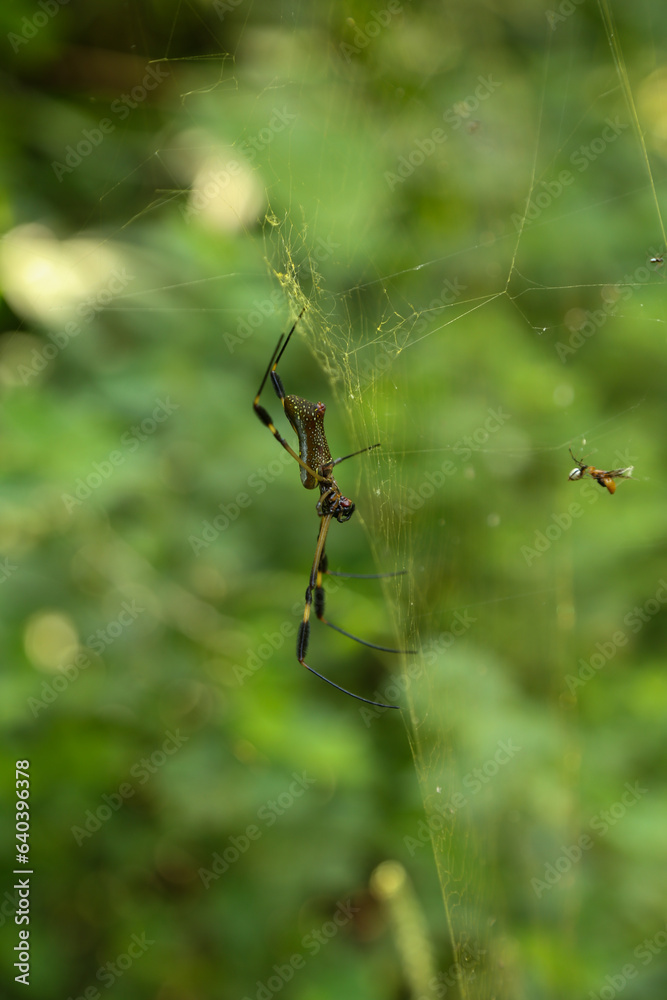 A Golden Silk Spider ( Trichonephila clavipes ) on a spider web. Side view. A Golden Silk Spider ( Trichonephila clavipes ) on a spider web. Side view.